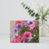 ピンクス ポストカード (スタンド正面)