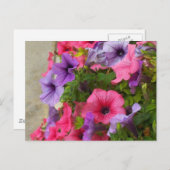 ピンクス ポストカード (正面/裏面)