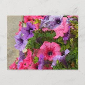 ピンクス ポストカード