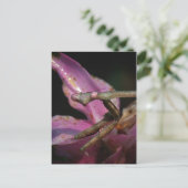 ピンクズマ祈ンティスはがき ポストカード (スタンド正面)