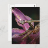 ピンクズマ祈ンティスはがき ポストカード (正面/裏面)