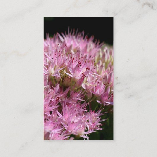 ピンクセダムフラワー写真ビジネスカード 名刺 (裏面)