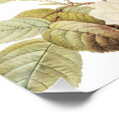 ピンクセピアヴィンテージバラメドウイラストレーション ポスター (コーナー)