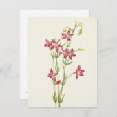 ピンクセンタウリウムバイマリーブヴォーウォルコット ノートカード (正面/裏面)