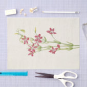 ピンクセンタウリウムバイマリーブヴォーウォルコット 薄葉紙 (クラフト)