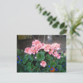 ピンクゼラニウム葉書 ポストカード (スタンド正面)