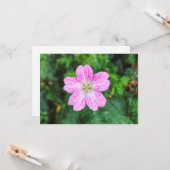 ピンクゼラニウム カード (正面/裏面インサイチュ)