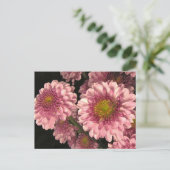 ピンクタム ポストカード (スタンド正面)