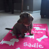 ピンクダシュンドウィーナードッグブランケットカスタマイズ名称 フリースブランケット