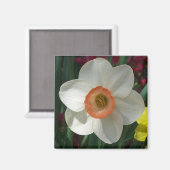 ピンクダフォディル春花 マグネット (正面/裏面)