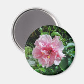 ピンクダブルハイビスカスマグネット マグネット (正面/裏面)