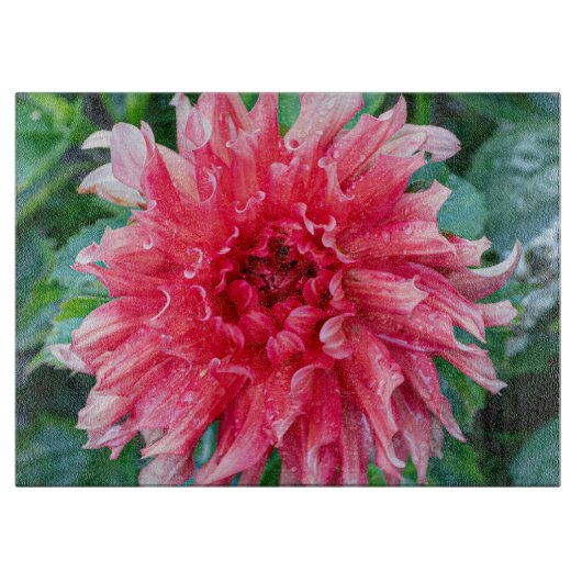ピンクダリアの写真 カナダの花 カッティングボード (正面)