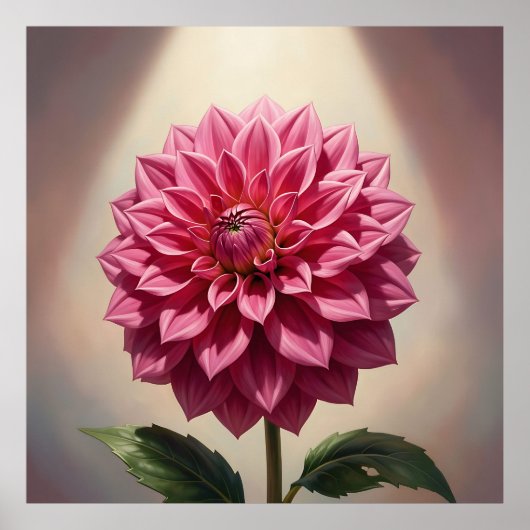 ピンクダリアの花の植物画 ポスター (正面)