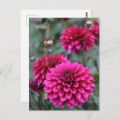 ピンクダリアフローラ写真はがき ポストカード (正面/裏面)