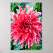 ピンクダリア写真撮影、カナダ美しい ポスター (正面)