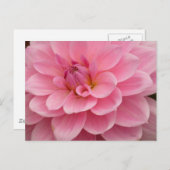ピンクダリア花はがき ポストカード (正面/裏面)