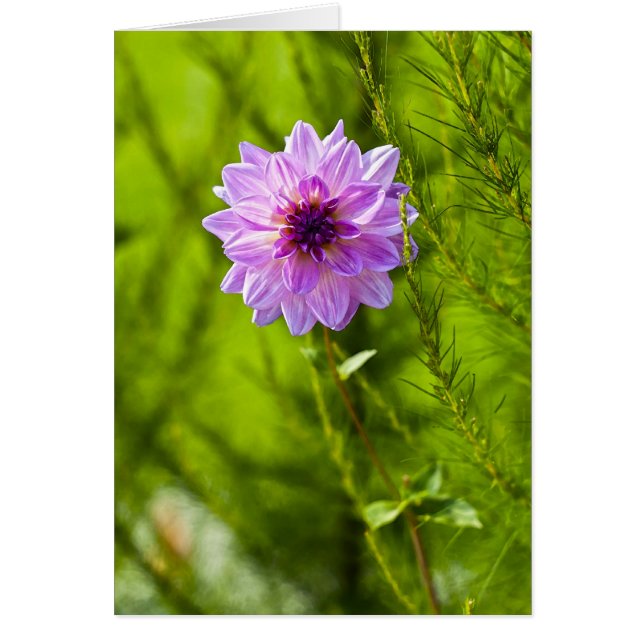 ピンクダリア、アクアレルエフェクト (正面)