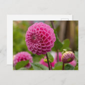 ピンクダリア ポストカード (正面/裏面)