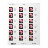 ピンクダリア ラベル (フルシート)