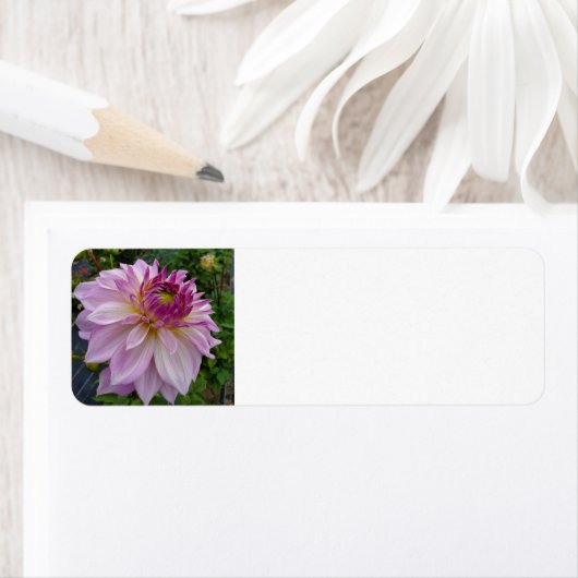 ピンクダリア ラベル (インサイチュ)