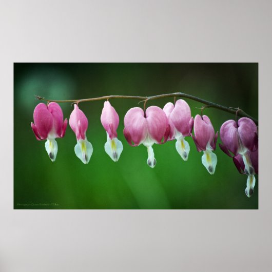 ピンクチャームプリント ポスター (正面)