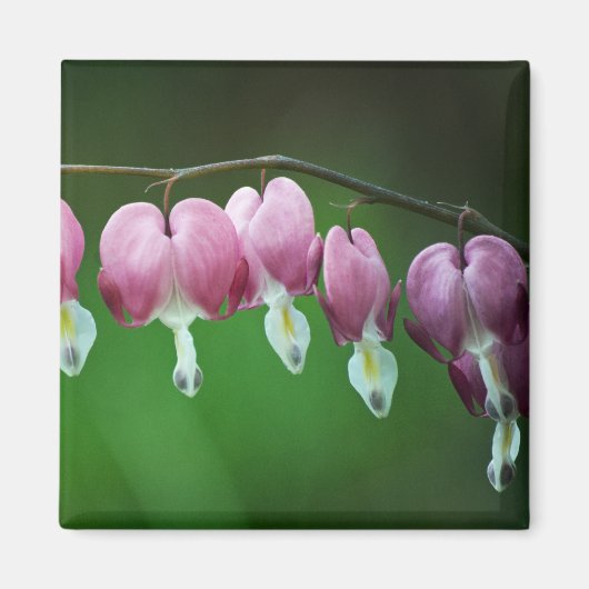 ピンクチャーム磁石 マグネット (正面)