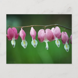 ピンクチャーム葉書 ポストカード