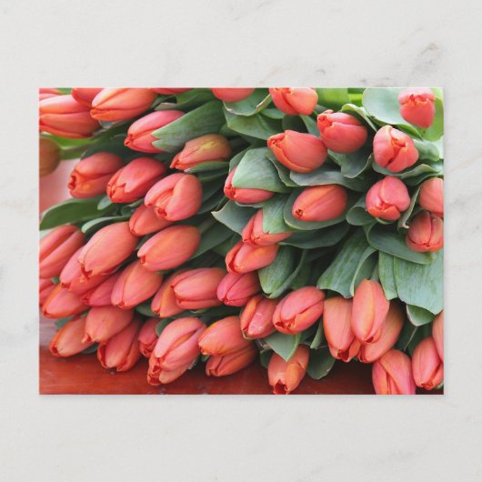 ピンクチューブ ポストカード (正面)