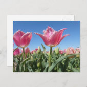 ピンクチューリップフィールドクローズアップDIYポストカード ポストカード (正面/裏面)
