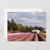 ピンクチューリップフィールド ポストカード (正面/裏面)