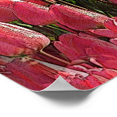 ピンクチューリップフローラ ポスター (角)