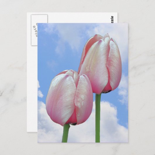 ピンクチューリップブルースカイクラウド自然はがき ポストカード (正面/裏面)