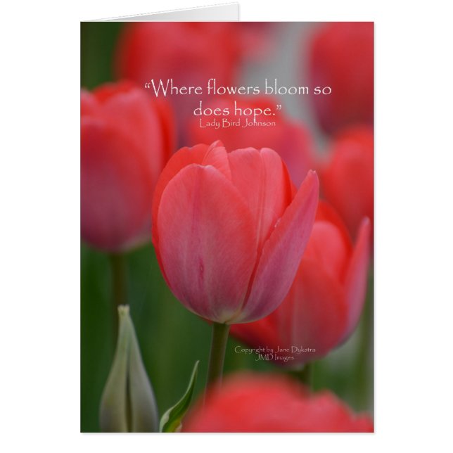 ピンクチューリップ (正面)