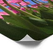 ピンクチューリップ ポスター (角)