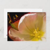 ピンクチューリップ ポストカード (正面/裏面)
