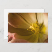 ピンクチューリップ ポストカード (正面/裏面)