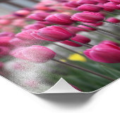 ピンクチューリップ – モントリオール(プリント) フォトプリント            (角)