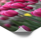 ピンクチューリップ – モントリオール(ポスター) ポスター (角)