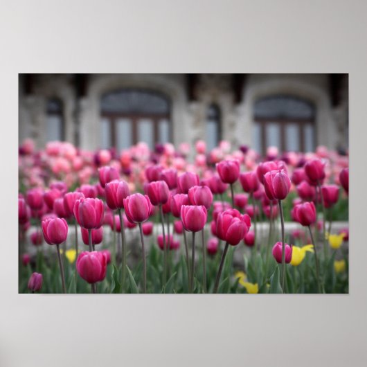 ピンクチューリップ – モントリオール(ポスター) ポスター (正面)