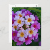 ピンクチョウの草花 ポストカード (正面/裏面)