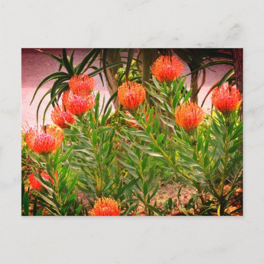 ピンクッションタンゴ#1-1 ポストカード (正面)