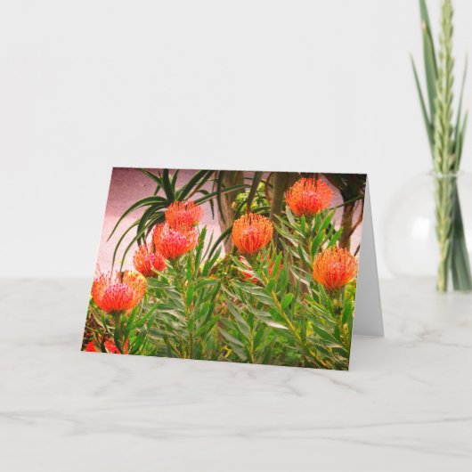 ピンクッション丹後#1カード カード (正面)