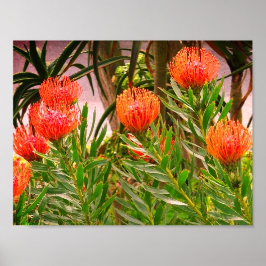 ピンクッション丹後#1ポスター ポスター (正面)