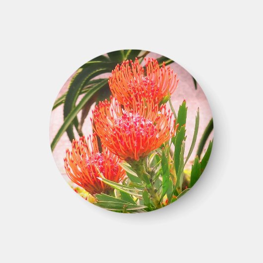 ピンクッション#1磁石 マグネット (正面)