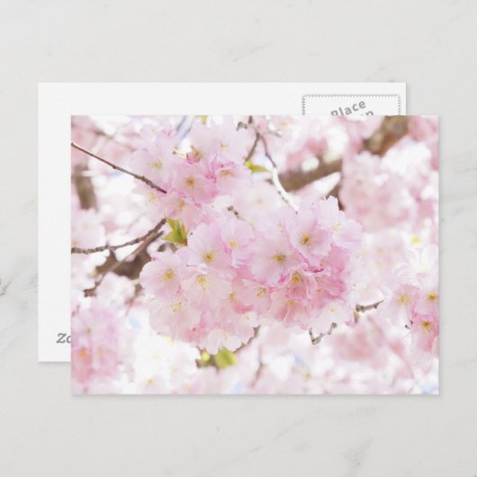 ピンクツリーさくらんぼブロッサム ポストカード (正面/裏面)