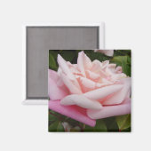 ピンクツートーンヴィンテージバラフラワーフローラ絵画ズ マグネット (正面/裏面)