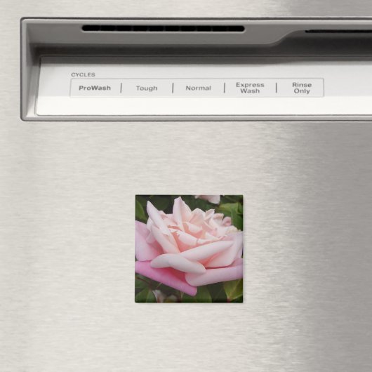 ピンクツートーンヴィンテージバラフラワーフローラ絵画ズ マグネット (インサイチュ (食洗機))