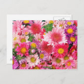 ピンクデイジーのポストカード ポストカード (正面/裏面)
