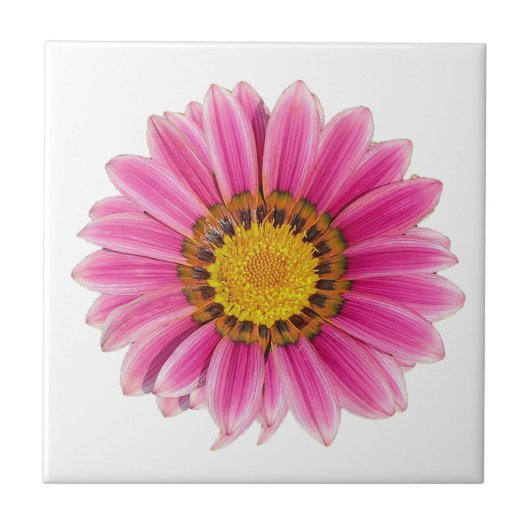 ピンクデイジーの白い背景 タイル (正面)