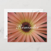 ピンクデイジーリマインダーポストカード ポストカード (正面/裏面)